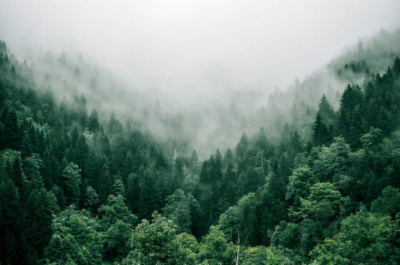 Best Cedarwood Perfumes in India: Warm, Dry & Versatile Woods (2026)