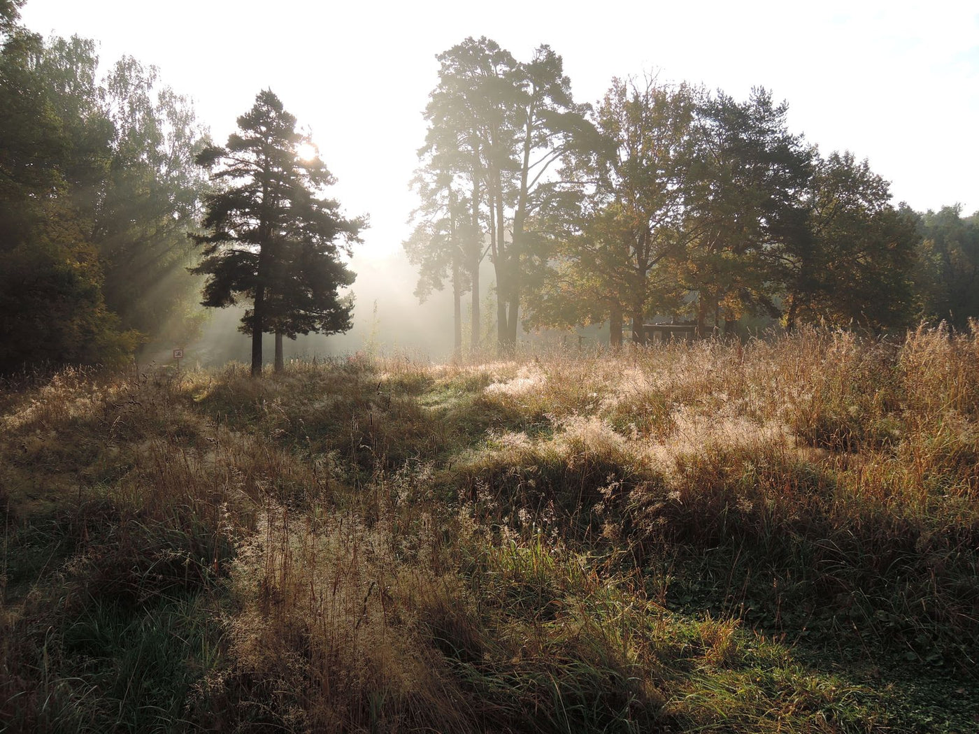 The Psychology of Scent: Why Certain Smells Make People Remember You