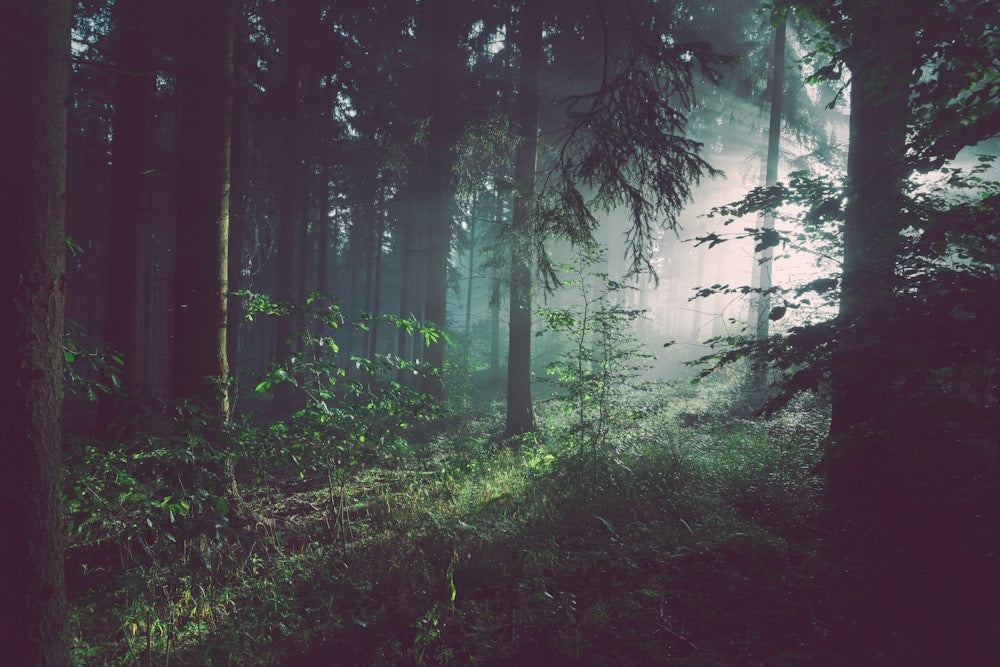 How to Find Your Signature Scent: A Step-by-Step Guide